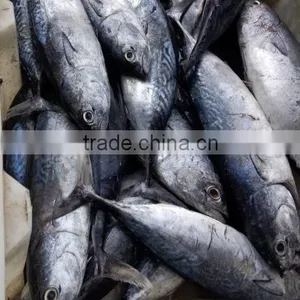 New Catching Seafrozen Bonito thumbnail-1