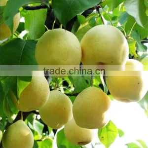 Buying Online in China Custom Canned Snow Pears thumbnail-2