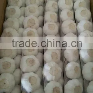 Fresh Indonesian White Garlic & Import China Pure Garlic, White Garlic, Ginger & Carrot thumbnail-3