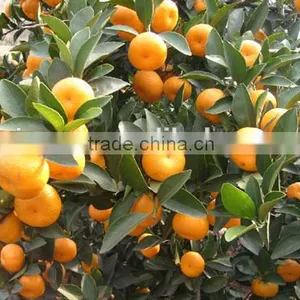 Sell Nanfeng Mandarine/ Baby Mandarine 9KG thumbnail-3