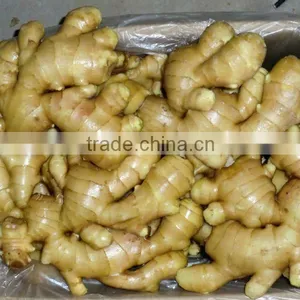 High Quality Fresh Ginger thumbnail-1