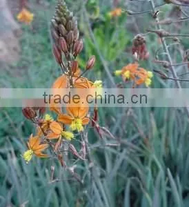 Bulbine Frutescens thumbnail-1