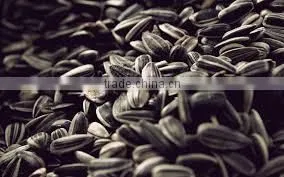 Bakery Type Sunflower Seed thumbnail-5
