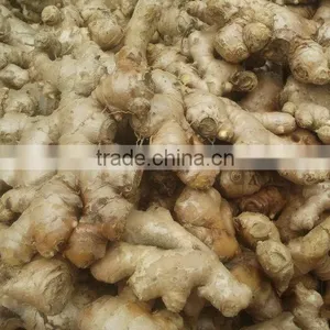 Ginger thumbnail-1