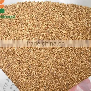CORIANDER. thumbnail-1