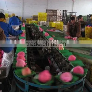 FGX-Zvertical Fruit Grading Machine thumbnail-1