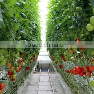 Glass Greenhouse-5 thumbnail-2