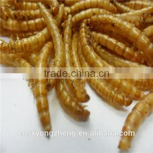 Mealworm Treats With Long-term Technical Support thumbnail-5