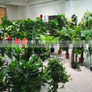 Green Decorative Plants thumbnail-1