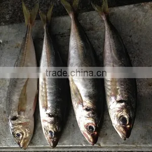 Frozen Horse Mackerel thumbnail-1