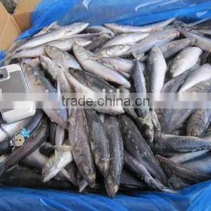 Frozen Mackerel Fish Purse Seine Catching thumbnail-1