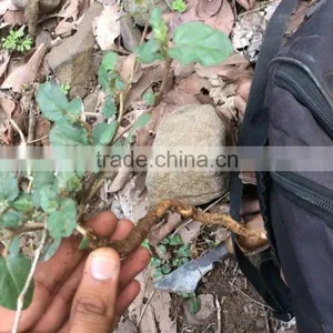 Xian Mao (Curculigo Rhizome) thumbnail-2