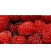 Red Raspberry Powder thumbnail-1