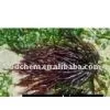 Agar-Agar thumbnail-1