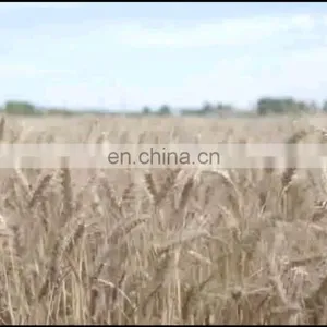 Factory Price Kubota Similar Combine Harvester For Sale thumbnail-1