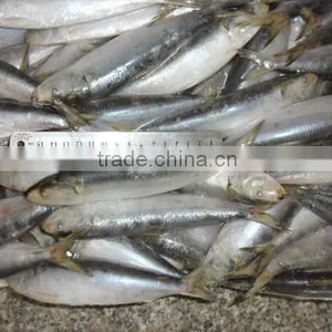 Frozen Sardine for Tuna Bait 140-200pcs thumbnail-2