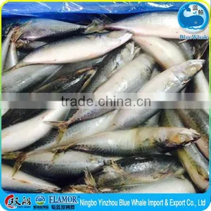 Hot Selling Pacific Mackerel Scomber to Africa thumbnail-2