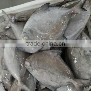 Frozen Black Pomfret thumbnail-1