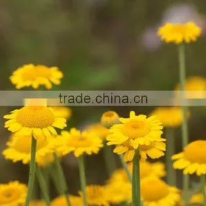 Golden Camomile , Anthemis Tinctoria Linn.,flower Seed,herb Seed,vegetalbe Seed,fruit Seed,grass Seed thumbnail-4