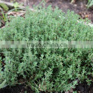 Thyme Oil - (Thymus Vulgaris) thumbnail-1