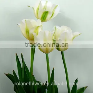 Classial Natural Flower White Tulip Flower With Supply thumbnail-1