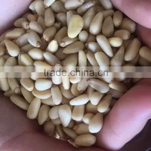 New Crop Chinese Pinenut Kernels thumbnail-3
