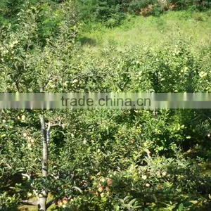 2015 China Green Apple Gala thumbnail-3