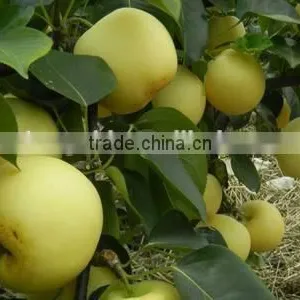 Fresh Pear Golden Pear thumbnail-3