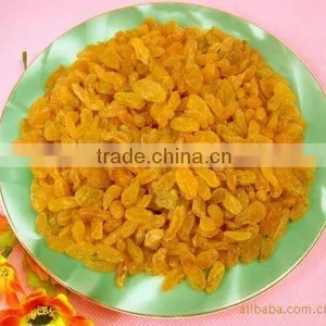 Golden Raisin thumbnail-1
