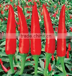 Hybrid F1 Red Hot Pepper Seeds Chili Seeds For Sale-Brightness Red 100 thumbnail-1