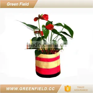 Flower Pot Wholesale Custom Fancy Flower Pot thumbnail-2