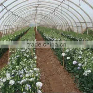 Single Span Film Flowers Shading Greenhouse thumbnail-1