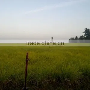 Sarasaparilla Natural Root thumbnail-1