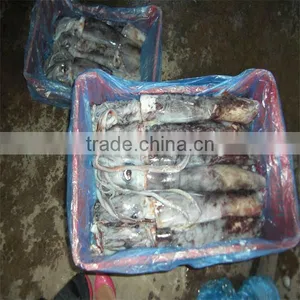 Seafood on Line/squid Frozen thumbnail-1