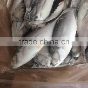 2016 High Quality Seafood Frozen Round Scad thumbnail-4