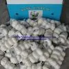 Super White Garlic in 10kg/ Carton thumbnail-2