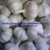 Garlic thumbnail-1