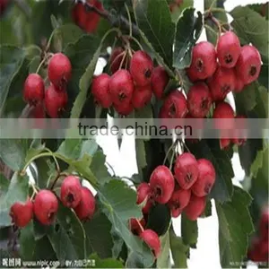 Organic Healthy Snack Haw Jelly Dong thumbnail-3