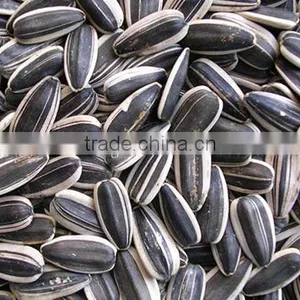 Chinese Sunflower Seeds 5009 thumbnail-1