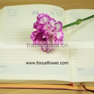 Best Selling Cut Flower Carnations As Gifts Purple Cheap Price Carnation thumbnail-1