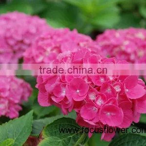 Fresh Cut Flowers Wholesale High Quality Cut Fresh Hydrangea With 50cm Long Stem thumbnail-4