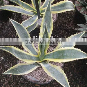 Agave Americana Plants thumbnail-1