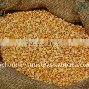 HIGH RICH Quality Yellow Corn thumbnail-1