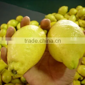 Fresh Lemon thumbnail-1