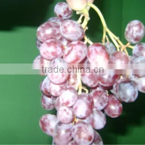 Red Globe Grapes thumbnail-1