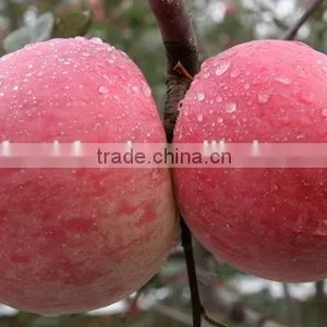 Fresh Apple thumbnail-3