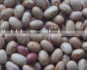 Organic Round Speckled Kidney Bean thumbnail-1