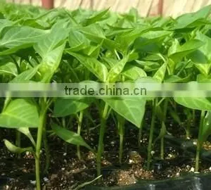 32 Cells, 104 Cells Greenhouse Seed Starter Tray thumbnail-1