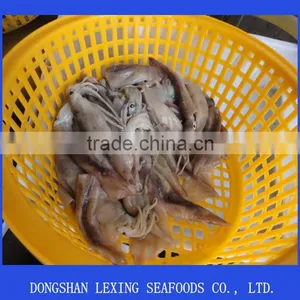 Illex Argentinus Squid for Tuna Bait thumbnail-1