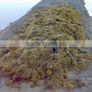 Sell Gracilaria, Euchema Spinosum And Cottoni Seaweeds thumbnail-1